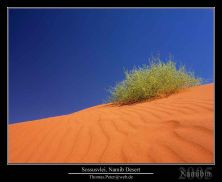 sossusvlei namib desert.jpg